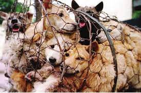 Legal considerations on animal cruelty in Nigeria